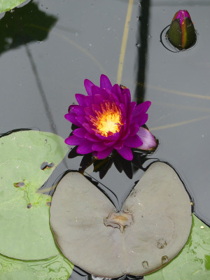 2021-07-08 Nymphaea 'Purple Fantasy' 2.jpg