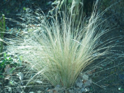 Stipa_ponytails.jpg