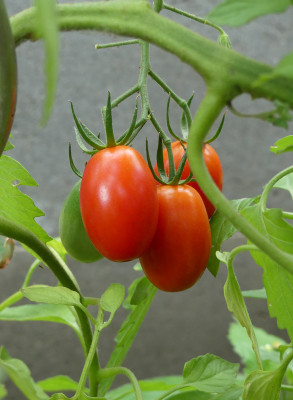 2021-07-08 Tomaten.jpg