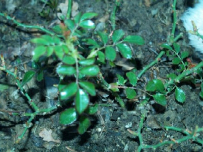 Rose_Kadora_im_Januar_08.jpg