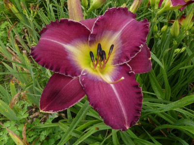 2021_0708JulianfangHems20106.JPG
