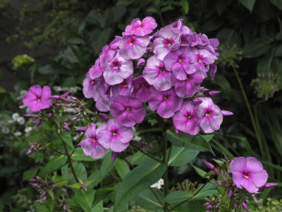 Starina 2021-07-06.JPG