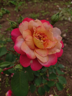 DSC_8089.JPG