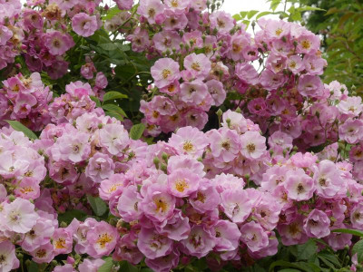 Apple Blossom.JPG