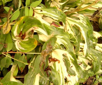 hosta1.jpg