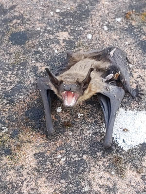 Fledermaus.jpg