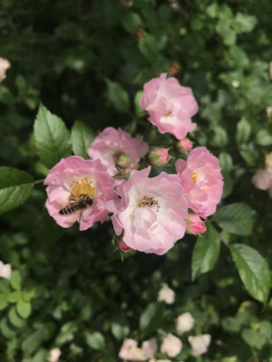 76AA405D-6466-46D0-81B1-D88600DE3F57.jpeg