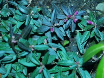 Polygala_chamaebuxus__Grandiflora_2008.jpg