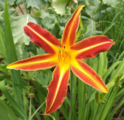 Hemerocallis_S15_20210704_115947_B.jpg