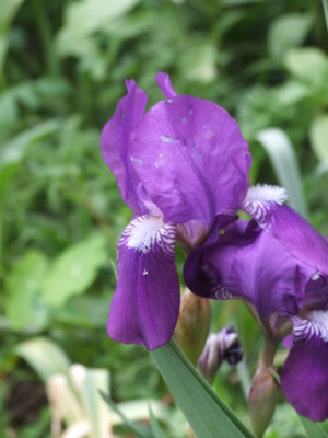 Iris_aphylla_DSCF4321.jpg