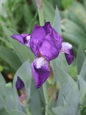 Iris_aphylla_DSCF4218.jpg