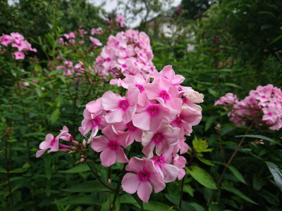 DSC_3223.JPG