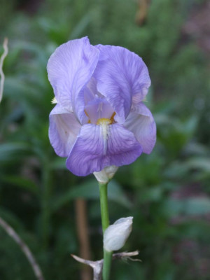 Iris_cengialtii_DSCF4366.jpg