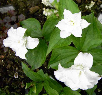 Trillium_grandiflorum_Floreplena_11.5.04._eig._Garten_020.JPG