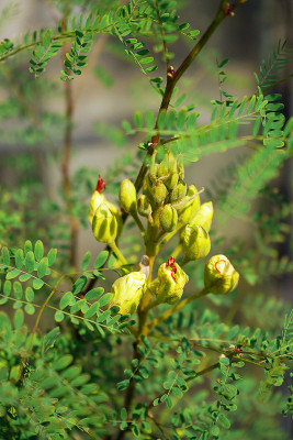caesalpinia.jpg