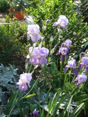 Iris_cengialtii_DSCF4407.jpg