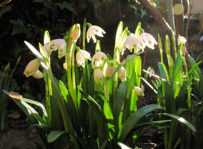 P_IMG_7273_Leucojum.jpg