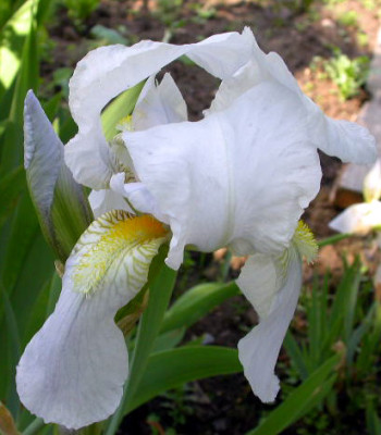 Iris_Florentina_2006.jpg