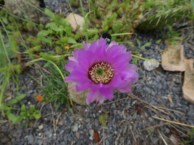Echinocereus reichenbachii 210706 k.jpg