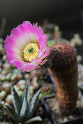 Echinocereus reichenbachii burrensis.JPG