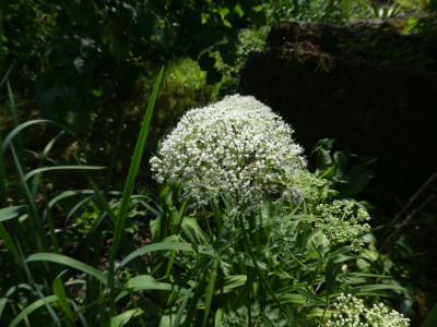 Cnidium silaifolium 210704 k.jpg