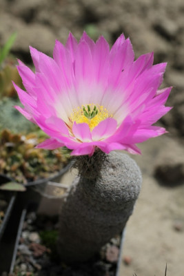 Echinocereus primolanatus Blüte.jpeg