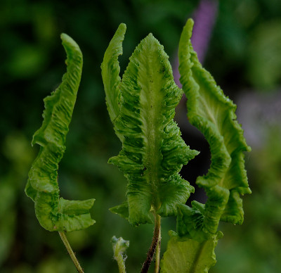 DSC_2181_DxO.jpg