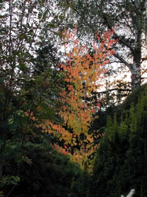 cercidiphyllum_japonicum_05.jpg