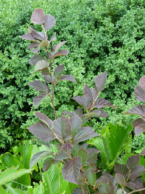 2021-07-09 Hamamelis 'Yamina'.jpg