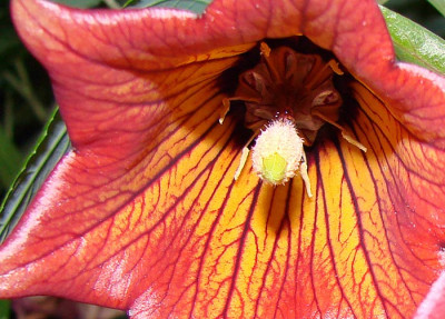 kanarenglockenblume_700.jpg
