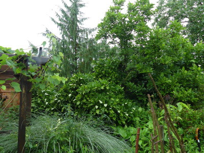 2021-07-09 Magnolia.jpg