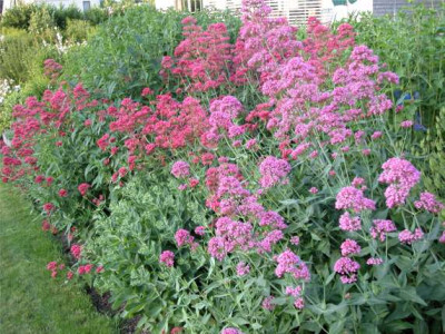 SPORNBLUME.ROSA.ROT.jpg
