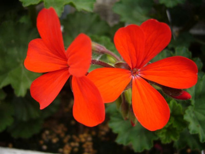 Geranium.56.JPG