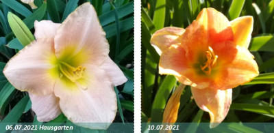 Hemerocallis_Ming_Porcelaine_Screenshot 2021-07-10 083807.jpg