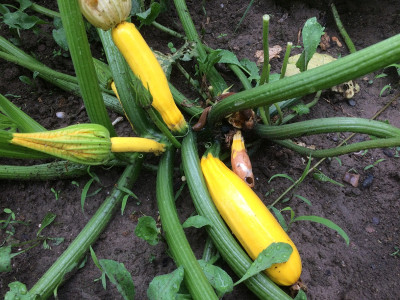 Zucchini 210629.JPG