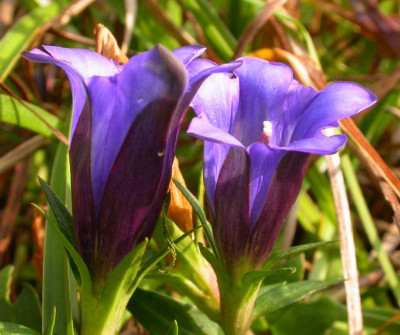Blauer_Enzian_2006.jpg