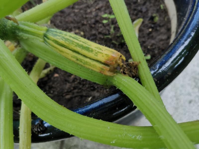 Zucchini_BEF.jpg