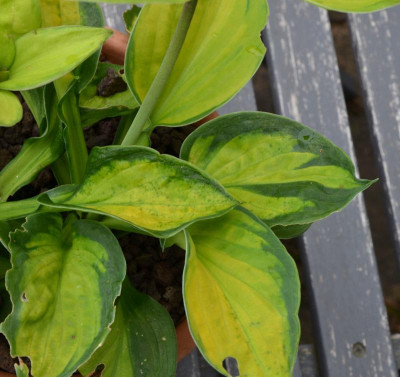 Hosta-unbekannt.21-3.jpg