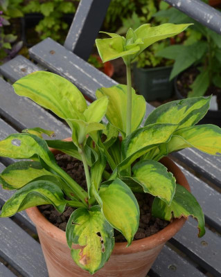 Hosta-unbekannt.21-1.jpg