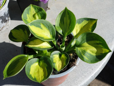 Hosta-unbekannt.20-1.jpg