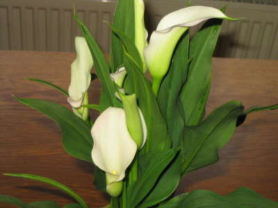 IMG_3862z.jpgZantedeschia_sp..jpg