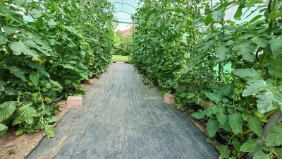 Tomatenhaus 10.7.21.jpg
