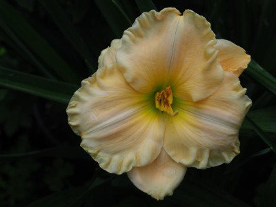 Ultimate Perfection 1995 Wilson P7100517.JPG