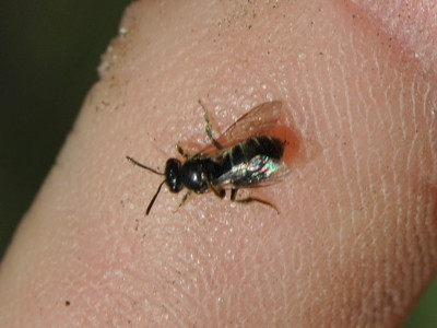 Wildbiene2021_07_10DSC_0239.jpg