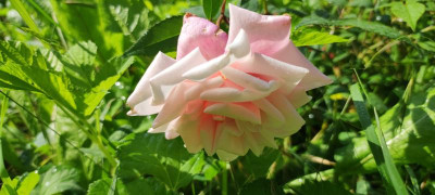 IMG_20210710_101741.jpg