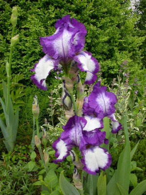 Iris_barbata_Wiener_Walzer_.jpg