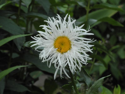 Leucanthemum x superbum Old Court Variety 2021-07-06 (1).JPG
