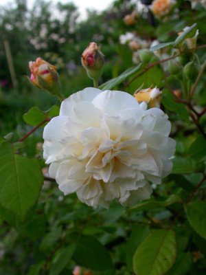 Strauchrose_Buff_Beauty_.jpg