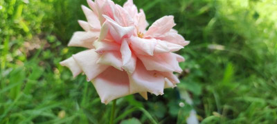 IMG_20210710_112955.jpg