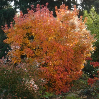 Cotinus_im_Herbst_klein.jpg
